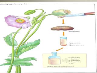 Pharmacotherapy : The main effects of drugs on different diseases