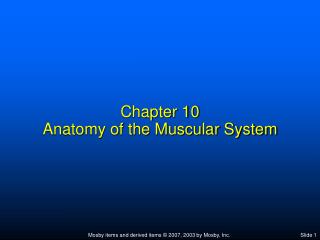 Chapter 10 Anatomy of the Muscular System