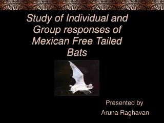 Study of Individual and Group responses of Mexican Free Tailed Bats