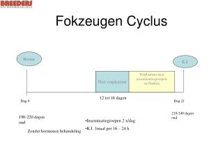 Fokzeugen Cyclus