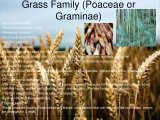 Grass Family (Poaceae or Graminae)