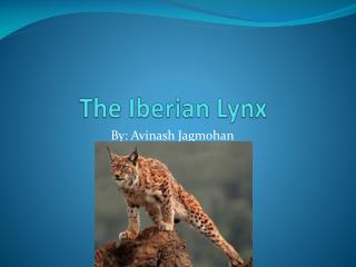 The Iberian Lynx