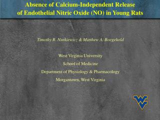 Absence of Calcium-Independent Release of Endothelial Nitric Oxide (NO) in Young Rats