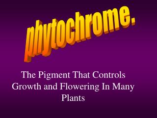 The Pigment That Controls Growth and Flowering In Many Plants