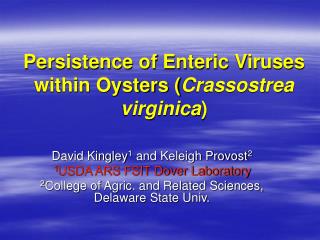 Persistence of Enteric Viruses within Oysters ( Crassostrea virginica )