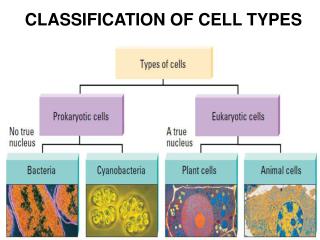 CLASSIFICATION OF CELL TYPES