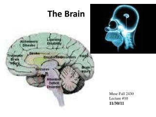 The Brain