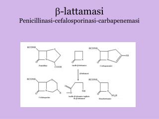 b -lattamasi Penicillinasi-cefalosporinasi-carbapenemasi