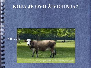 KOJA JE OVO ŽIVOTINJA?