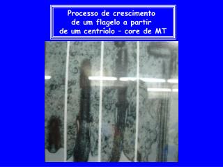 Processo de crescimento de um flagelo a partir de um centríolo – core de MT