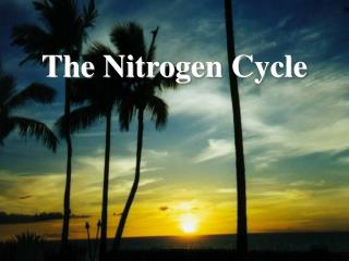 The Nitrogen Cycle