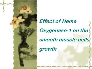 Effect of Heme Oxygenase-1 on the smooth muscle cells growth