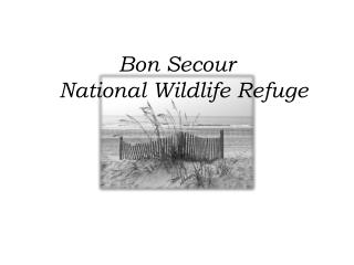 Bon Secour   National Wildlife Refuge