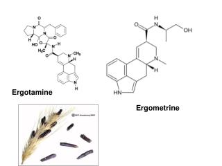 Ergotamine