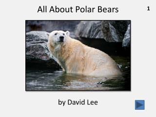 All About Polar Bears