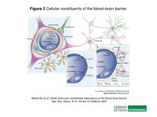 Abbott NJ et al. (2006) Astrocyte – endothelial interactions at the blood – brain barrier