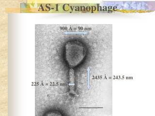 AS-1 Cyanophage