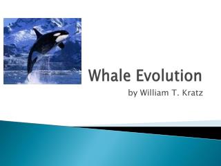 Whale Evolution