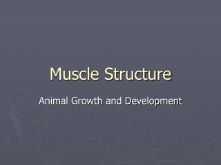 Muscle Structure