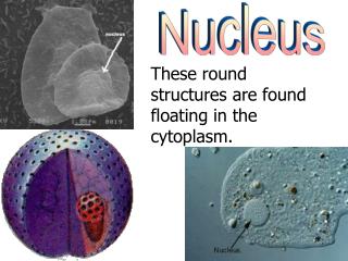 Nucleus