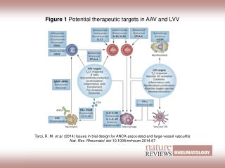 Figure 1 Potential therapeutic targets in AAV and LVV
