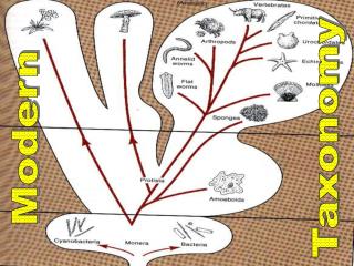 Modern Taxonomy