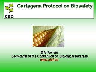 Erie Tamale Secretariat of the Convention on Biological Diversity cbdt