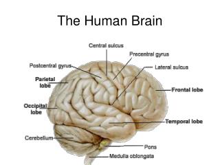 The Human Brain