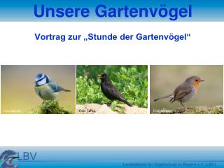 Unsere Gartenvögel Vortrag zur „Stunde der Gartenvögel“