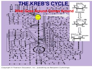 THE KREB’S CYCLE What Goes Around Comes Around