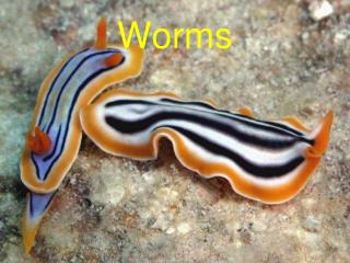 Worms