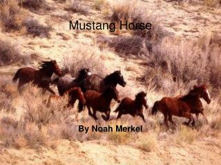 Mustang Horse