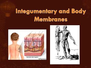 Integumentary and Body Membranes
