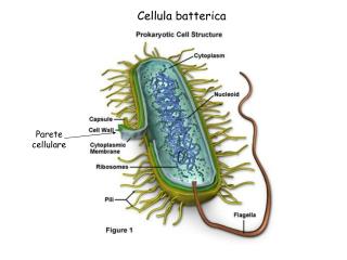 Cellula batterica