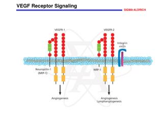 VEGF Receptor Signaling