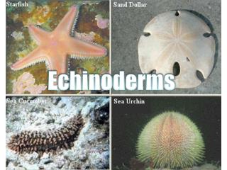 Echinoderms