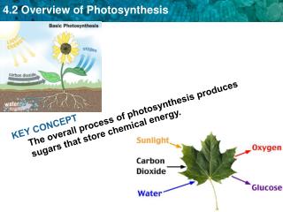 KEY CONCEPT The overall process of photosynthesis produces sugars that store chemical energy.