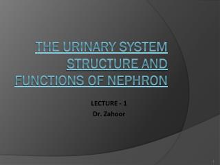 THE URINARY SYSTEM STRUCTURE AND FUNCTIONS OF NEPHRON