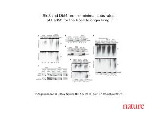 P Zegerman &amp; JFX Diffley Nature 000 , 1-5 (2010) doi:10.1038/nature09373