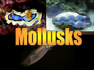 Mollusks