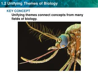 KEY CONCEPT Unifying themes connect concepts from many fields of biology.