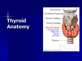 Thyroid Anatomy