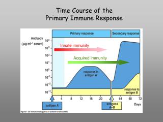 Time Course of the Primary Immune Response