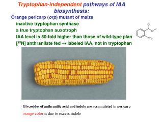 Tryptophan-independent pathways of IAA biosynthesis: