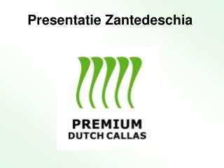 Presentatie Zantedeschia