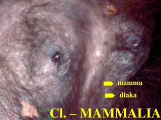 Cl. – MAMMALIA