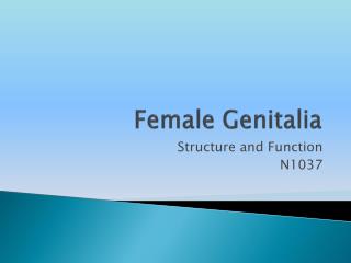 Female Genitalia