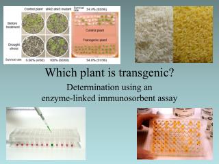 Which plant is transgenic?