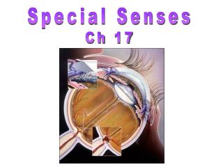 Special Senses