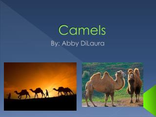 Camels